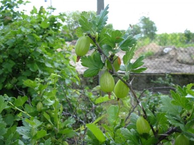 Как сохранить крыжовник как часть семейной традиции?