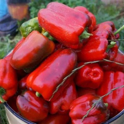 ����� ��������� ������: ��������� ����� ��� ����������� � ������� �������