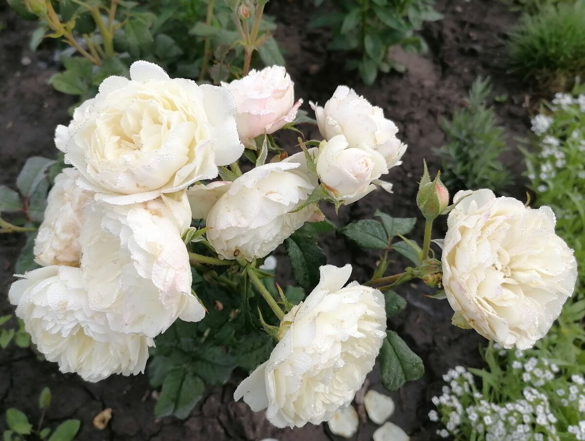 Осенний уход за розами: простые советы для садоводов