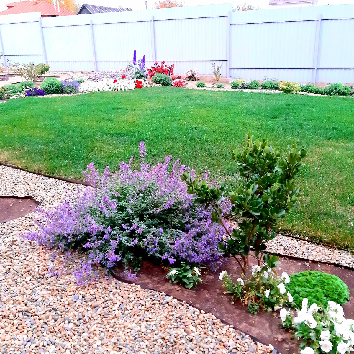 Котовник: цветущий гигант для вашего сада