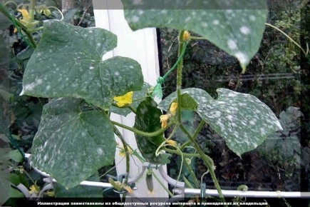 ��� �������� �������� �� ��������� ����: ������������ � �������