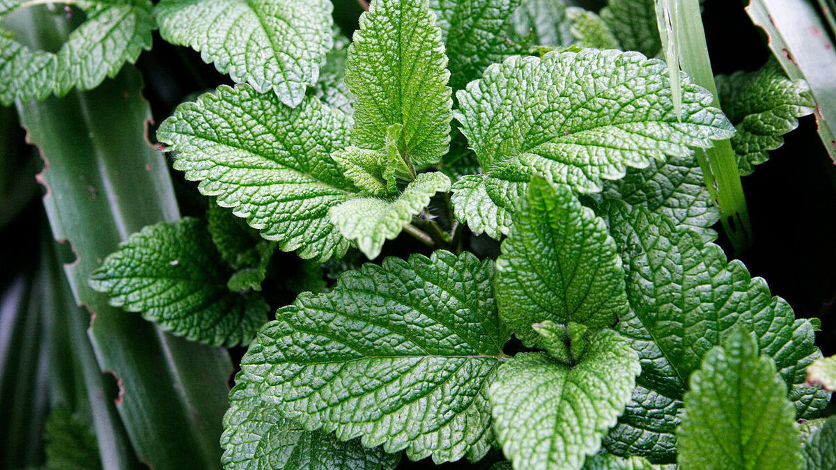 Растения, которые помогут защитить ваш участок от мышей