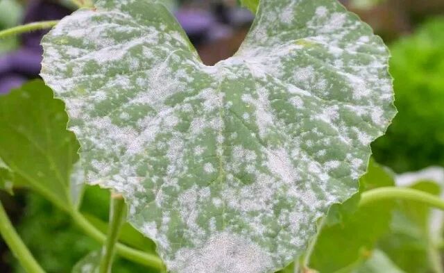 ����� ����� �� �������: ������������ ������� � �� �������