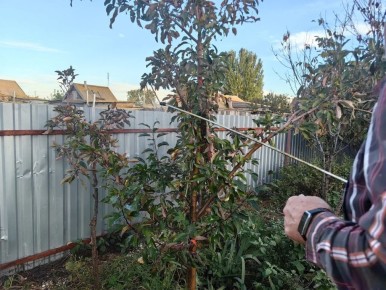 Экстренная обработка сада: как спасти растения в преддверии осени