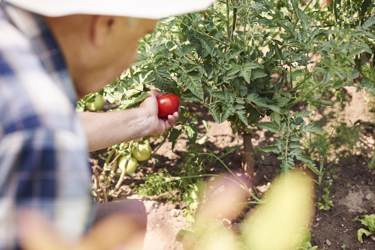 Трескающиеся помидоры: как избежать этой распространенной проблемы на даче