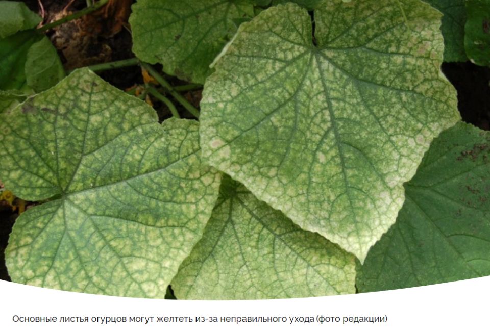 ������ ������� ������ � ������� � ��� ������ ������