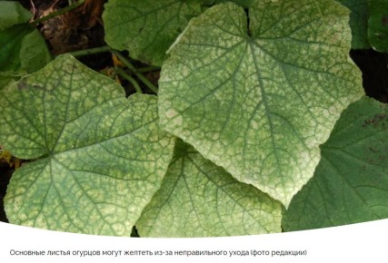 ������ ������� ������ � ������� � ��� ������ ������