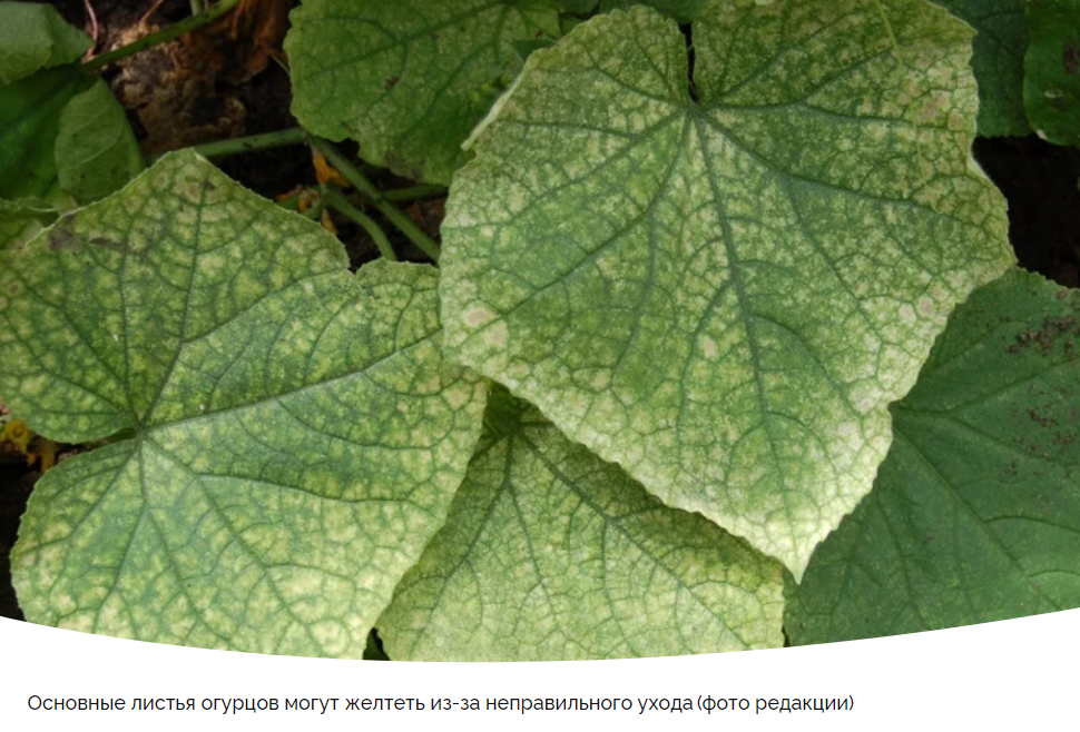 Почему желтеют огурцы в теплице и как спасти урожай