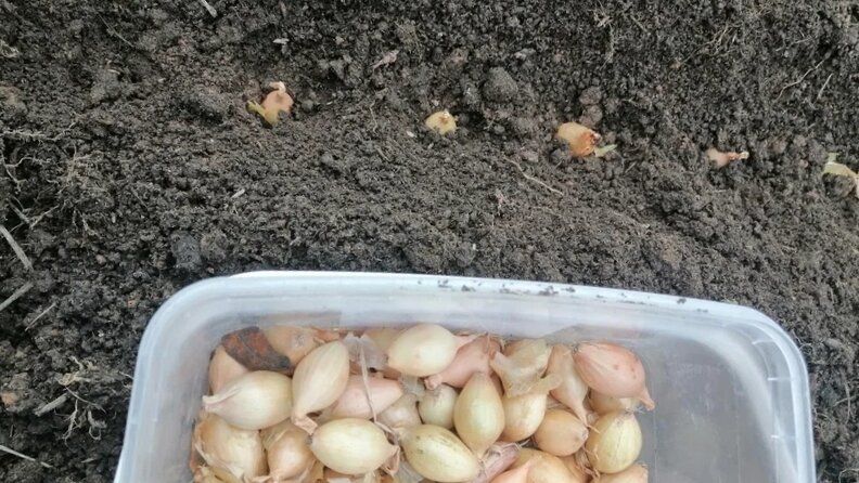 ������ �� ������� ����-�����: ��� �������� ������ � �������� ������ ������