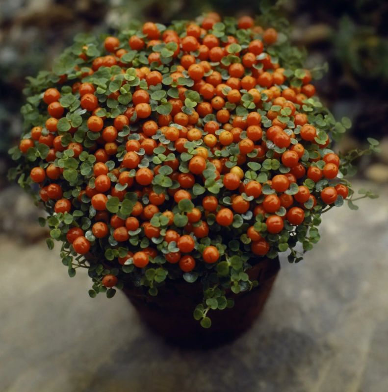 ���������� ���: ��� ������� ��������� ������������ � ����������� �����