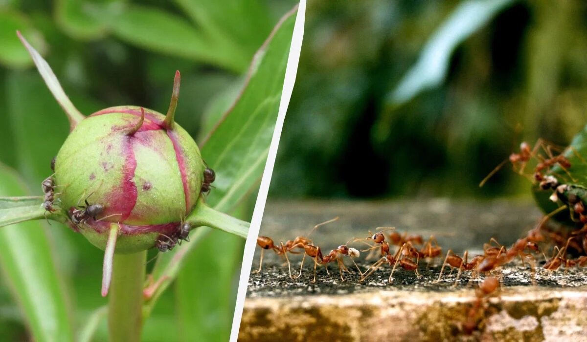 Эффективные методы борьбы с муравьями в саду и огороде