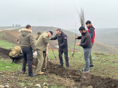 В Ингушетии за год высадили почти 68 тысяч деревьев