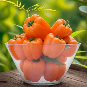 Сладкий перец «Оранжевый бык»: солнечная урожайность и вкус