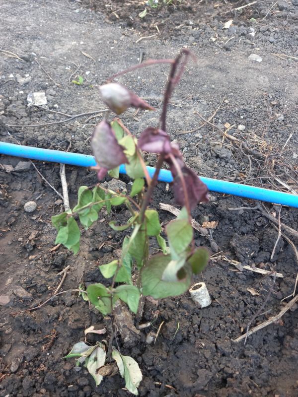 Как гарантировать приживаемость новых растений: советы для садоводов