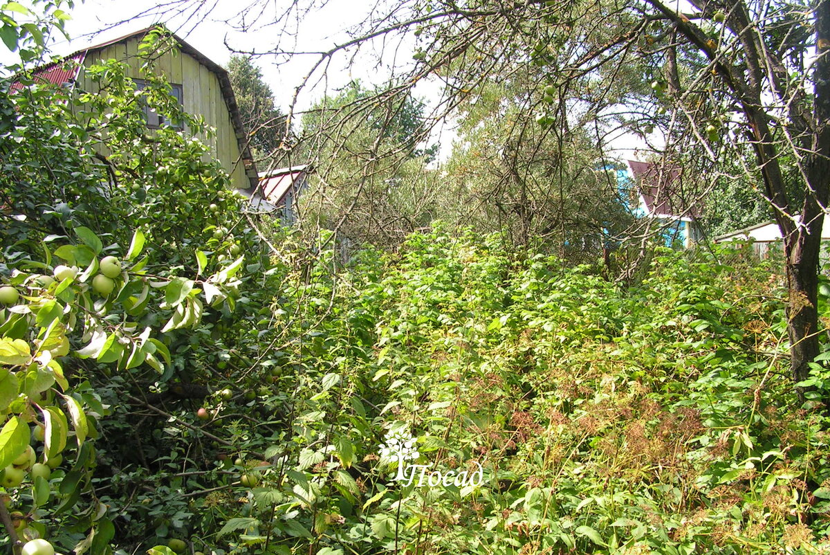 Сорняки: настоящая головная боль для дачников