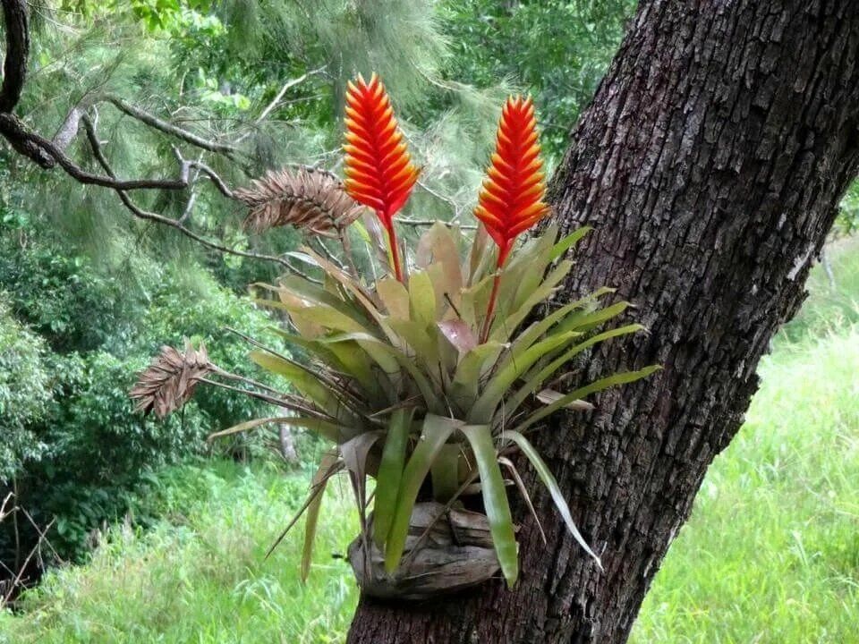 �������: ������������ ��������, ������� �������� �������