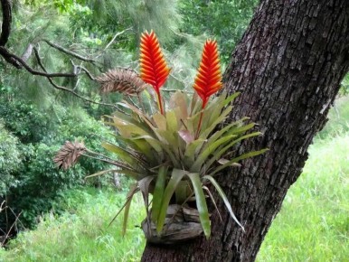 Эпифиты: удивительные растения, которые обживают деревья