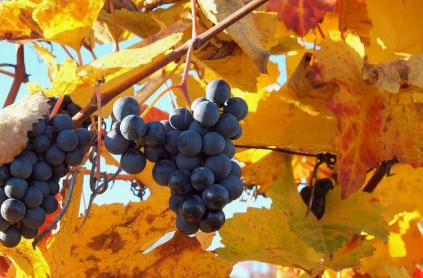 ������� ��������� ���������: ������� ��������� ������