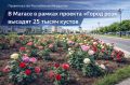 В Магасе 25 тысяч кустов роз