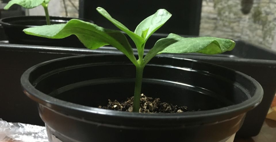 ��� ������� ���� �� �����: ������� ��������� �����