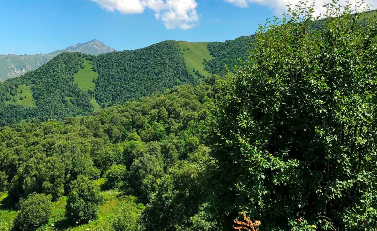 +140 гектаров леса в Ингушетии: план на 2026 год