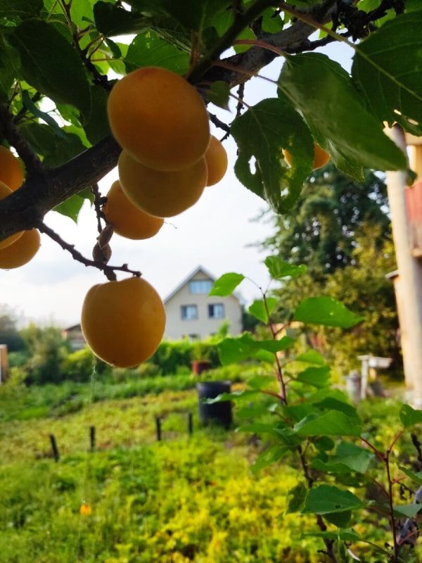 Секреты огородика: как вернуться к проверенным традициям на даче