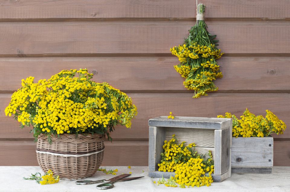 Эффективные растения, которые избавят ваш сад от вредителей