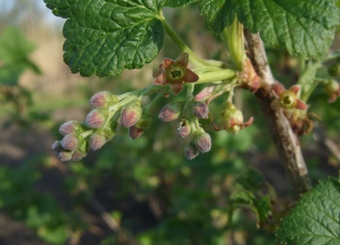 ������ ��������: ��� ���������� �������� � �������� �����������