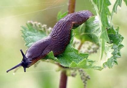 ����������� ������ ������ �� �������� �� �������