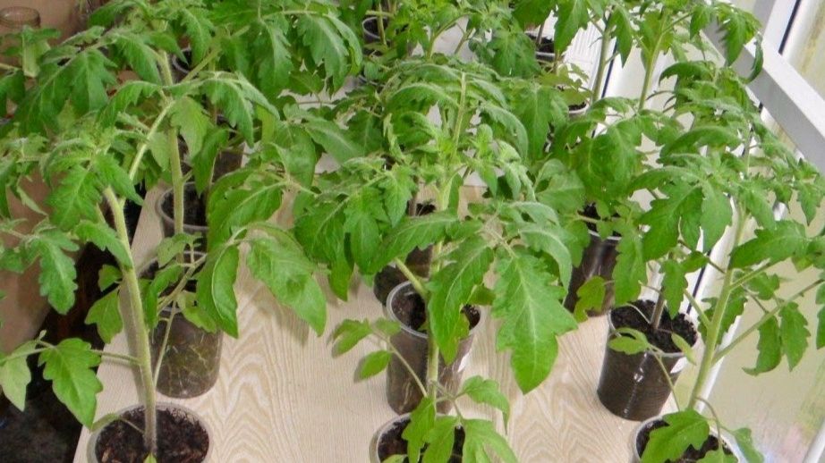 ��� ��������� ���������� ������: ������� �� ����������� �������� � ��������� �������