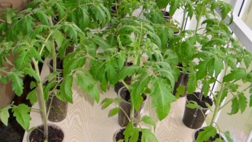 ��� ��������� ���������� ������: ������� �� ����������� �������� � ��������� �������