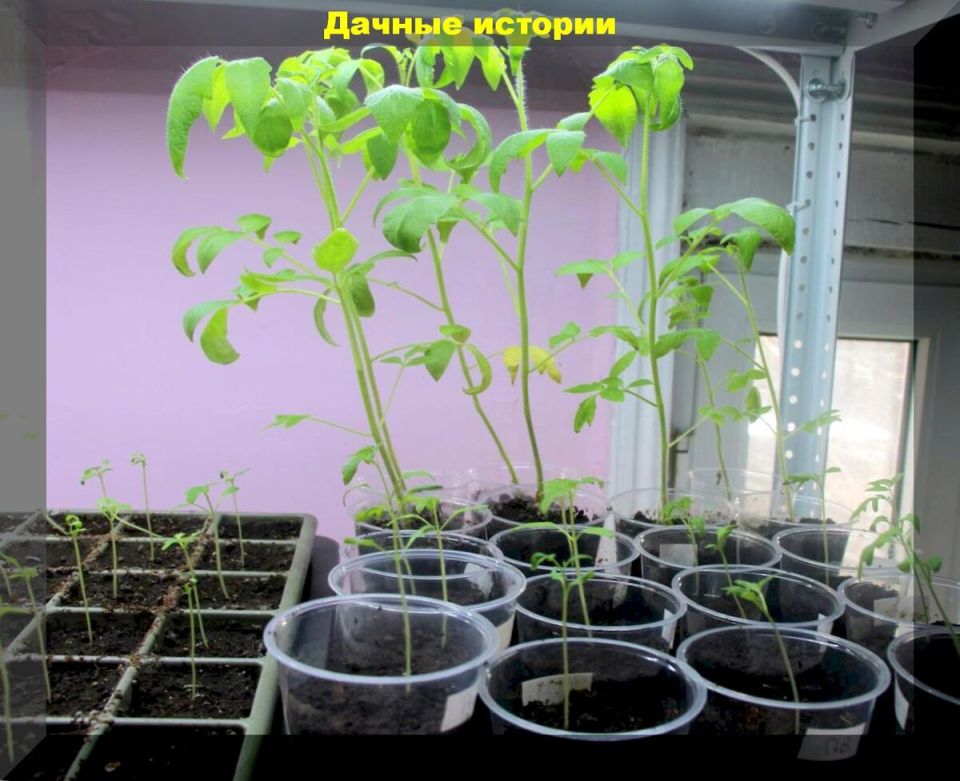 ��� ���������� ����������� �������: ����������� ������ ������� ���������