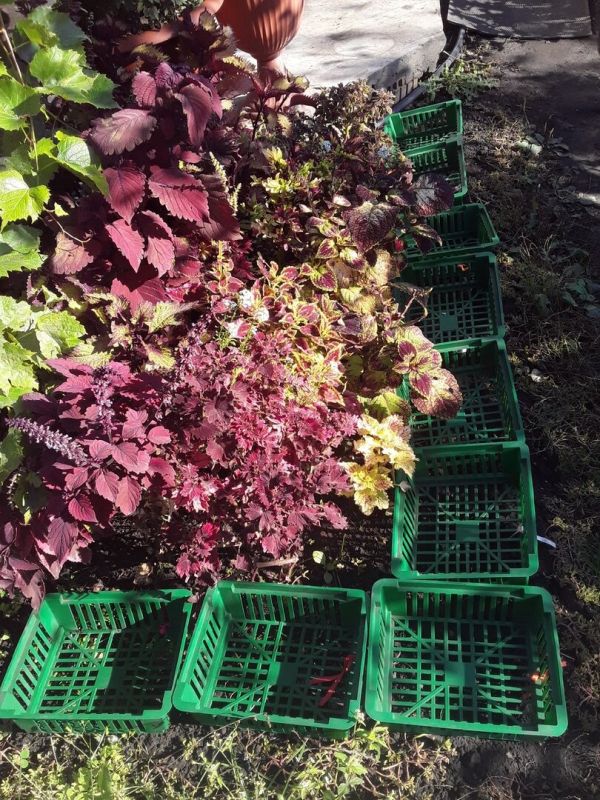 Почему садоводам лучше избегать посадки тюльпанов в корзины