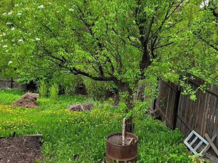 Советы по раннему посеву перцев и баклажанов для новосибирцев