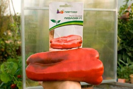 ��������������� ����������� ����� ����� ������� � ��� �����������