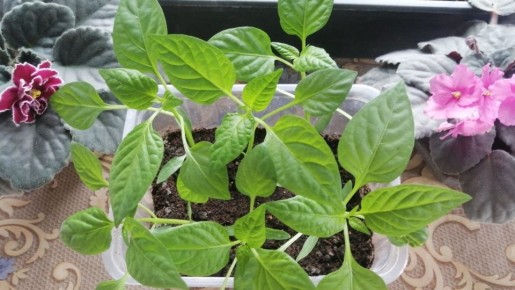 ��������� ����� �����: �������� ������ ������ ��� ������� �������