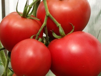 ������� ������: ��� ���������� ������ �����