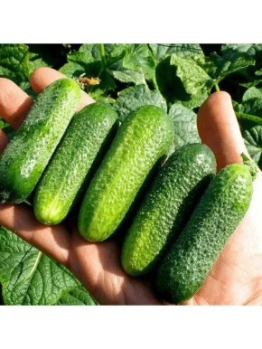 ������ �������: ���������� ������ � ����������� ������ � �������� ������������