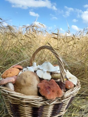 Жизнь в деревне: счастливее ли сельские жители городских?