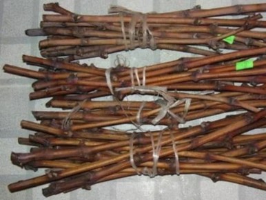 Как правильно размножить виноград черенками зимой: ключевые советы