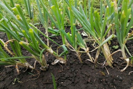 ��� �� ������: ��� ����� ����� ��������� ����� �������?