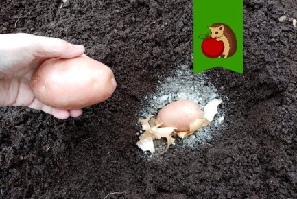 Идеальные ингредиенты для картофельной лунки: как избежать проблем и повысить урожайность