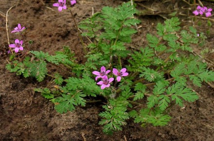 ���������� �������� ����������: ��������� ������ � ������� ����������