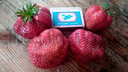 Как настой конского щавеля помогает вырастить сладкую клубнику без вредителей