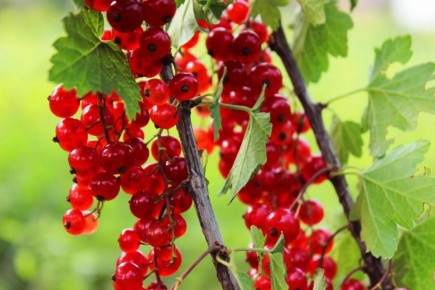 Как добиться щедрого урожая красной смородины: секреты подкормки