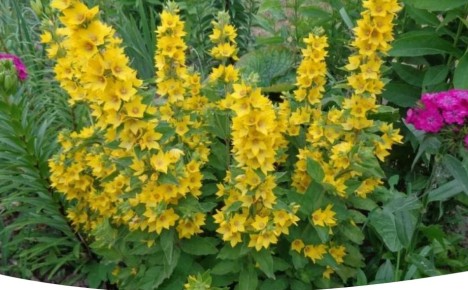 Вербейники: как украсить сад яркими цветами