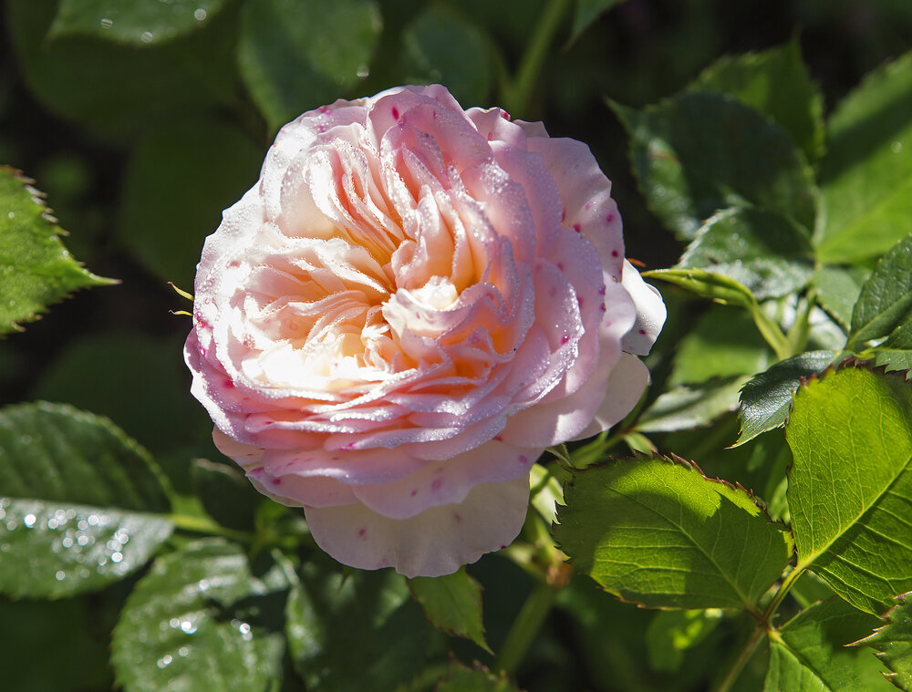 Древесная зола: натуральная подкормка для ваших роз