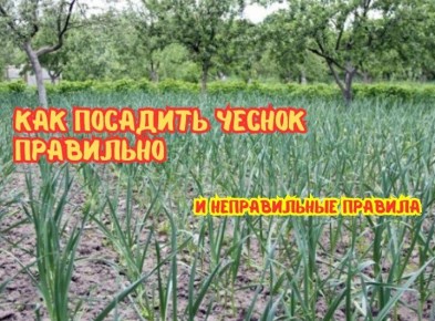 Вредные стереотипы о весенней посадке чеснока: три совета, которые могут вам навредить