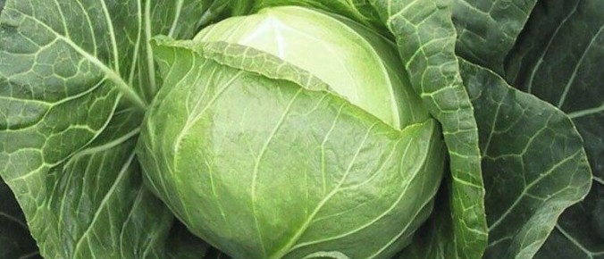 Народные методы защиты огорода от вредителей: как сохранить урожай