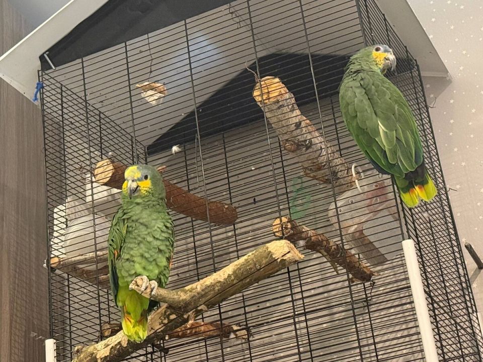 ��� ����� ����� � Ѹ���: ���������� ����� � ����� ��������